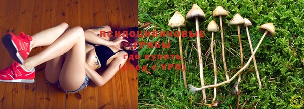 PSILOCYBIN Каменногорск